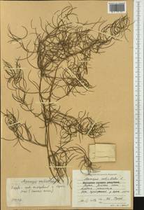 Asparagus verticillatus L., Western Europe (EUR) (Bulgaria)