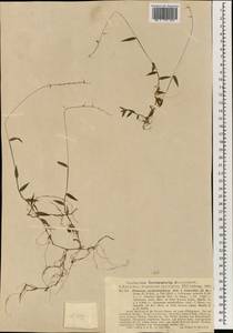 Oplismenus undulatifolius (Ard.) Roem. & Schult., South Asia, South Asia (Asia outside ex-Soviet states and Mongolia) (ASIA) (Philippines)