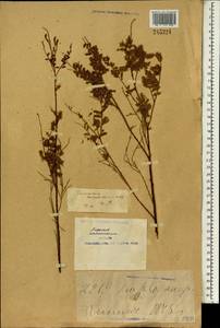 Tamarix ramosissima Ledeb., South Asia, South Asia (Asia outside ex-Soviet states and Mongolia) (ASIA) (China)