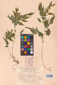 Lathyrus vernus (L.) Bernh., Eastern Europe, Eastern region (E10) (Russia)