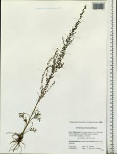 Artemisia pubescens Ledeb., Siberia, Baikal & Transbaikal region (S4) (Russia)