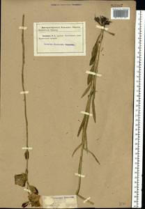 Campanula persicifolia L., Eastern Europe, North Ukrainian region (E11) (Ukraine)