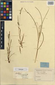 Carex diluta M.Bieb., Caucasus (no precise locality) (K0)