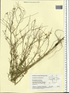 Sisymbrium altissimum L., Eastern Europe, Central region (E4) (Russia)