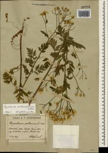 Tanacetum partheniifolium (Willd.) Sch. Bip., Crimea (KRYM) (Russia)