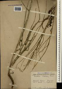 Lactuca viminea subsp. viminea, Crimea (KRYM) (Russia)