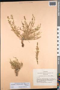 Kalidium juniperinum Sukhor. & Lomon., Siberia, Altai & Sayany Mountains (S2) (Russia)