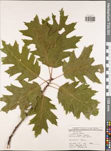 Quercus rubra L., Eastern Europe, Central region (E4) (Russia)