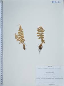 Dryopteris crassirhizoma Nakai, Siberia, Russian Far East (S6) (Russia)