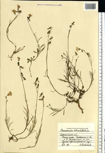 Campanula rotundifolia L., Eastern Europe, Northern region (E1) (Russia)