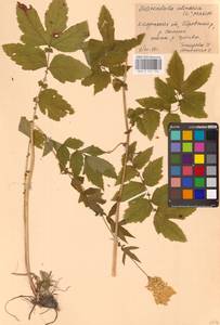 Filipendula ulmaria (L.) Maxim., Eastern Europe, Central region (E4) (Russia)