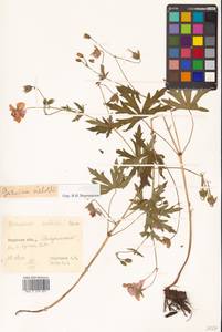 Geranium krameri Franch. & Sav., Siberia, Russian Far East (S6) (Russia)