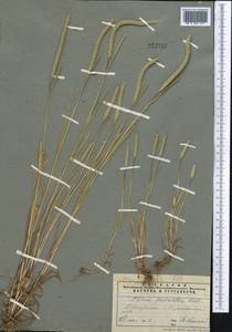 Phleum paniculatum Huds., Middle Asia, Pamir & Pamiro-Alai (M2) (Tajikistan)