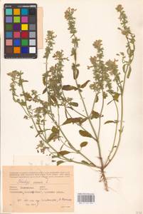 MHA 0 154 824, Stachys annua (L.) L., Eastern Europe, South Ukrainian region (E12) (Ukraine)