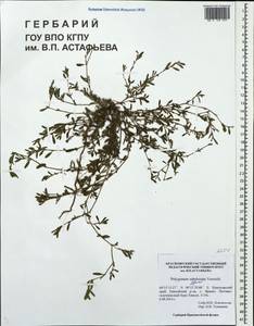 Polygonum sabulosum Vorosch., Siberia, Central Siberia (S3) (Russia)