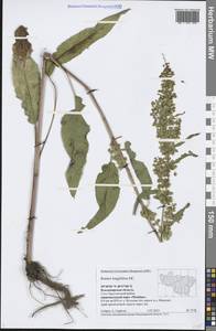 Rumex longifolius DC., Eastern Europe, Central region (E4) (Russia)