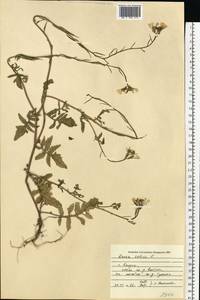 Eruca vesicaria subsp. sativa (Mill.) Thell., Eastern Europe, Central region (E4) (Russia)