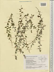 Vaccinium oxycoccos L., Eastern Europe, Central region (E4) (Russia)