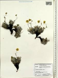 Potentilla ×gorodkovii Jurtzev, Siberia, Chukotka & Kamchatka (S7) (Russia)