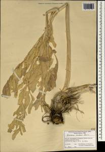 Ferula aucheri (Boiss.) Piwczyñski, Spalik, M.Panahi & Puchałka, South Asia, South Asia (Asia outside ex-Soviet states and Mongolia) (ASIA) (Iran)