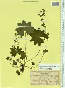 Alchemilla micans Buser, Eastern Europe, Moscow region (E4a) (Russia)