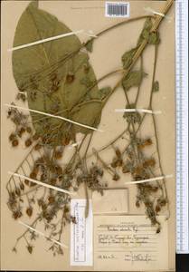 Rindera austroechinata Popov, Middle Asia, Western Tian Shan & Karatau (M3) (Uzbekistan)