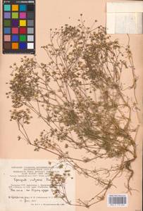 Spergula arvensis L., Eastern Europe, Lithuania (E2a) (Lithuania)