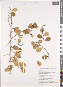Gymnosporia mekongensis Pierre, South Asia, South Asia (Asia outside ex-Soviet states and Mongolia) (ASIA) (Vietnam)