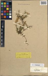 Genista anatolica Boiss., South Asia, South Asia (Asia outside ex-Soviet states and Mongolia) (ASIA) (Turkey)