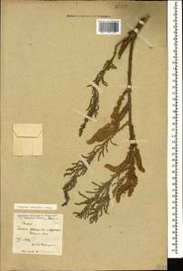 Tamarix octandra (M. Bieb.) Bunge, Caucasus, Dagestan (K2) (Russia)