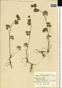 Alliaria petiolata (M.Bieb.) Cavara & Grande, Eastern Europe, Middle Volga region (E8) (Russia)