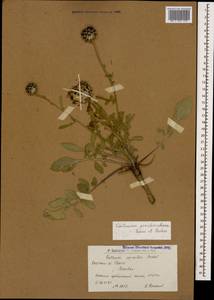 Centaurea pseudoscabiosa Boiss. & Buhse, Caucasus, Armenia (K5) (Armenia)