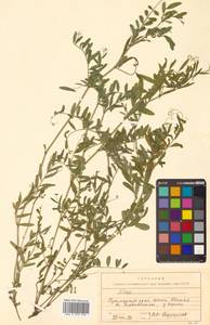 Vicia sativa subsp. nigra Ehrh., Siberia, Russian Far East (S6) (Russia)