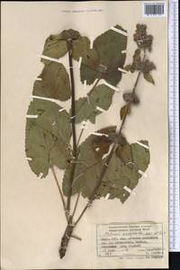 Phlomoides oreophila (Kar. & Kir.) Adylov, Kamelin & Makhm., Middle Asia, Pamir & Pamiro-Alai (M2) (Kyrgyzstan)
