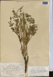 Scaligeria ugamica Korovin, Middle Asia, Western Tian Shan & Karatau (M3) (Kyrgyzstan)