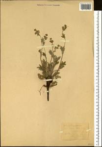 Potentilla sericea L., Siberia, Baikal & Transbaikal region (S4) (Russia)