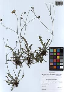 Scorzoneroides autumnalis subsp. autumnalis, Siberia, Altai & Sayany Mountains (S2) (Russia)