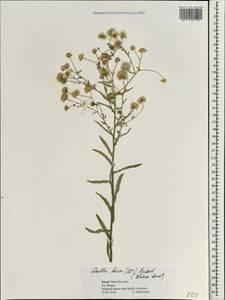 Doellia bovei (DC.) Anderb., South Asia, South Asia (Asia outside ex-Soviet states and Mongolia) (ASIA) (Israel)