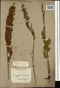 Rumex acetosa L., Caucasus, Armenia (K5) (Armenia)