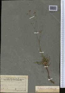 Bupleurum exaltatum M.Bieb., Middle Asia, Western Tian Shan & Karatau (M3) (Kazakhstan)