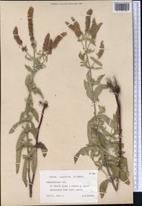 Mentha longifolia var. asiatica (Boriss.) Rech.f., Middle Asia, Northern & Central Tian Shan (M4) (Kazakhstan)