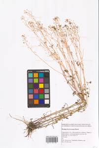 Rorippa brachycarpa (C.A.Mey.) Hayek, Eastern Europe, Lower Volga region (E9) (Russia)