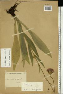 Cirsium canum (L.) All., Eastern Europe, Eastern region (E10) (Russia)