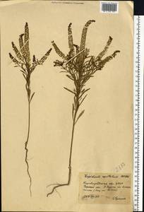 Lepidium densiflorum Schrad., Eastern Europe, South Ukrainian region (E12) (Ukraine)