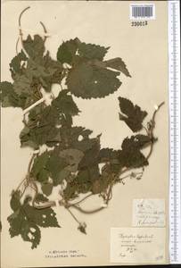 Humulus lupulus L., Middle Asia, Northern & Central Kazakhstan (M10) (Kazakhstan)