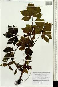 Sanicula rubriflora F. Schmidt, Siberia, Russian Far East (S6) (Russia)