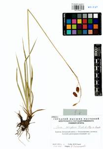 Carex coriophora Fisch. & C.A.Mey. ex Kunth, Siberia, Baikal & Transbaikal region (S4) (Russia)