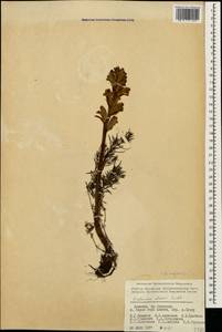 Orobanche elatior subsp. elatior, Caucasus, Armenia (K5) (Armenia)