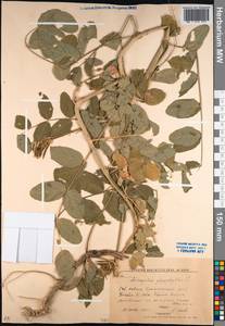 Astragalus glycyphyllos L., Caucasus, Krasnodar Krai & Adygea (K1a) (Russia)