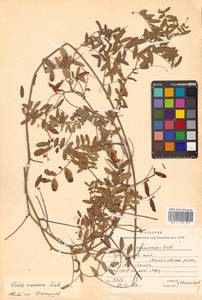 Vicia amoena Fisch. ex Ser., Siberia (no precise locality) (S0) (Russia)